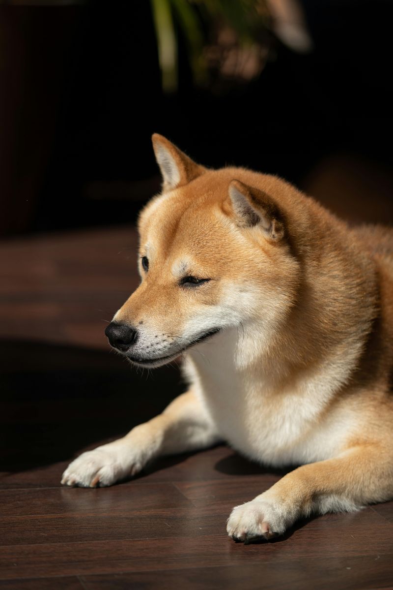 Shiba Inu