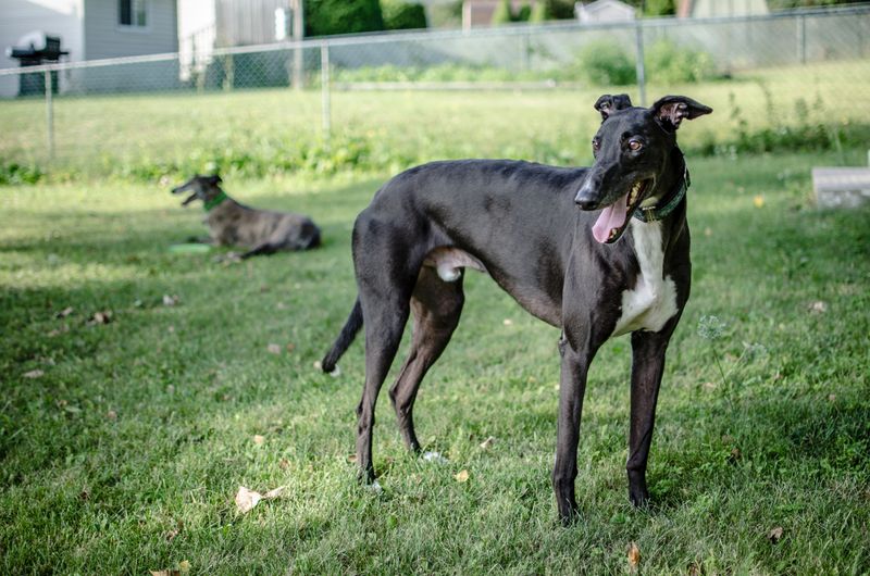More people are choosing these 13 low-drama dogs over high-maintenance breeds 9 Greyhound