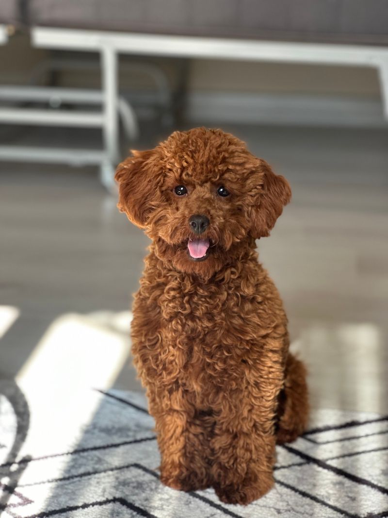 Toy Poodle