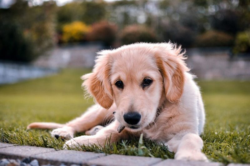 Shows their belly without tension