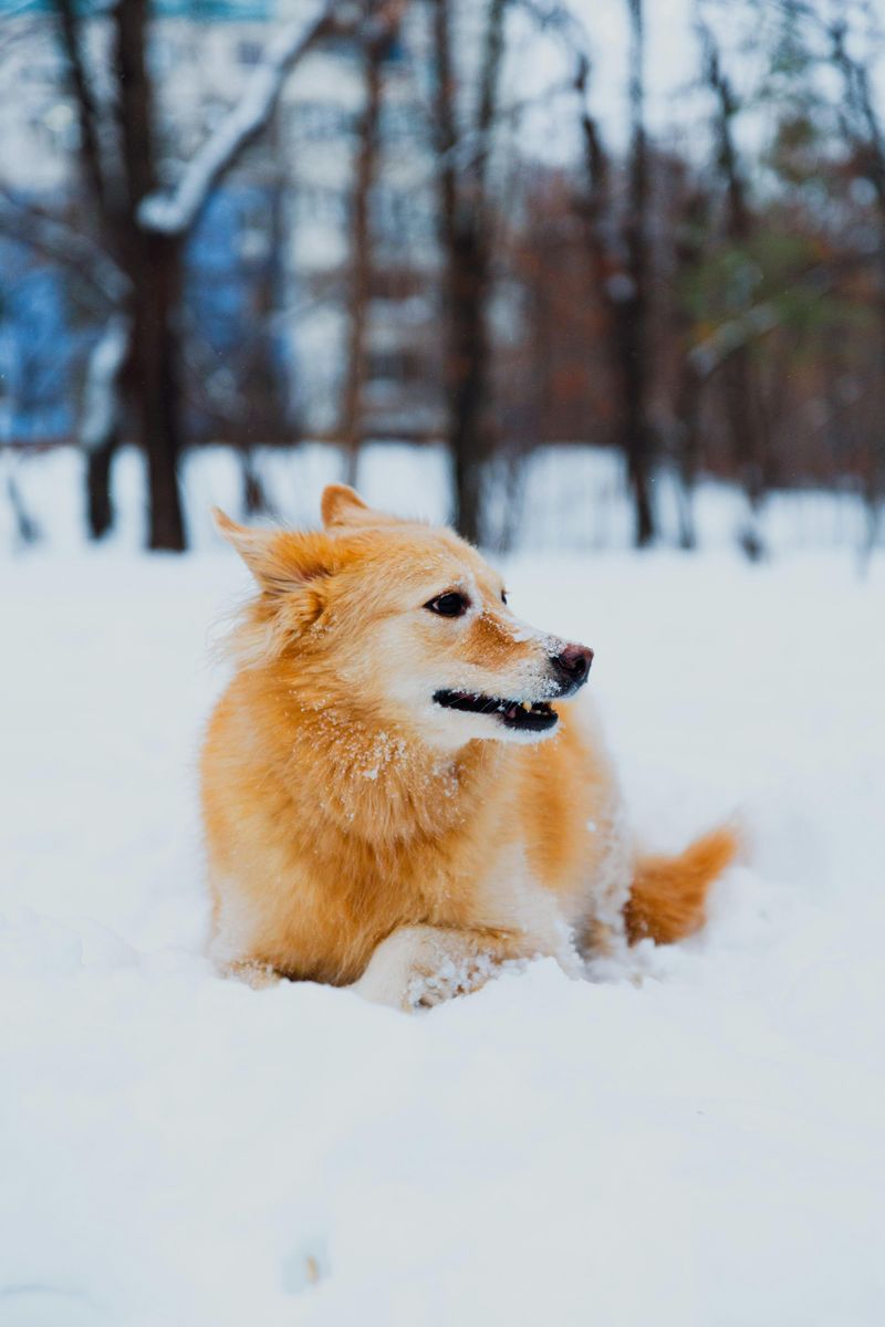 Finnish Spitz