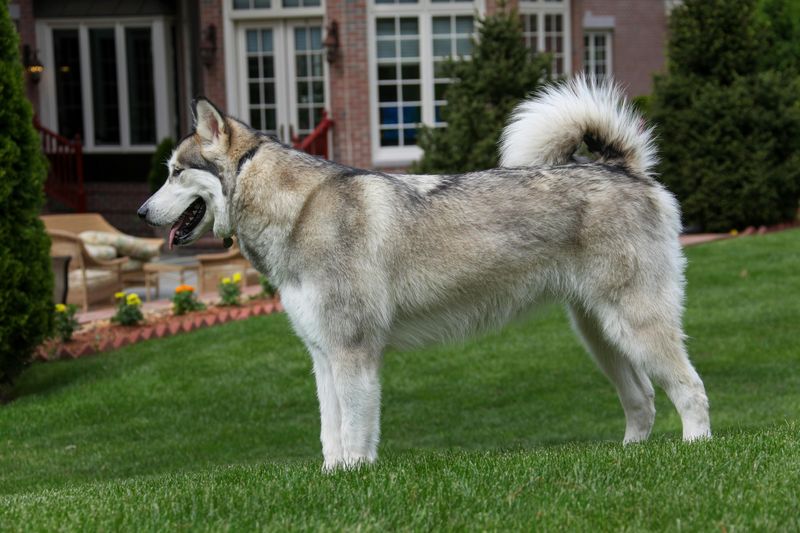 Alaskan Malamute