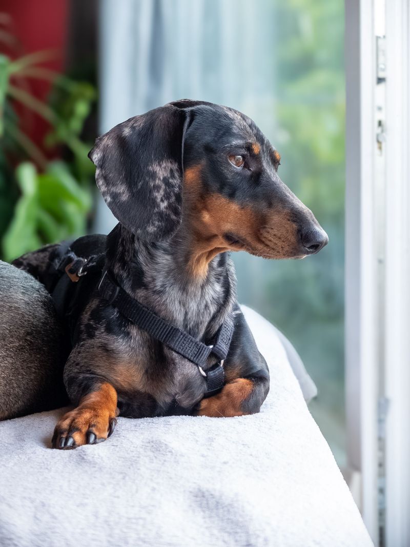 A quiet house sounds peaceful - but these 11 dog breeds may experience it very differently 5 Dachshund