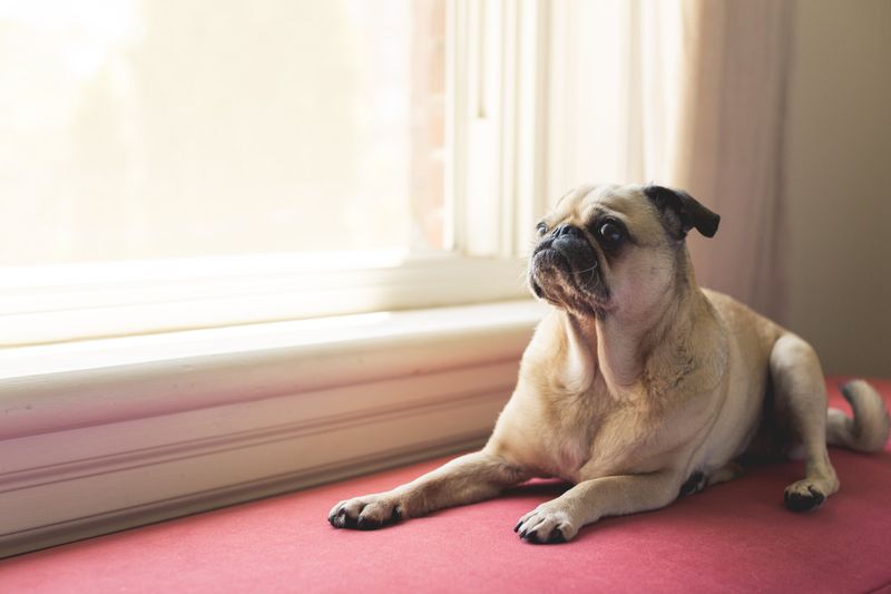 Your coworker has four paws now - these dog breeds can fit the home-office routine surprisingly well 5 Pug