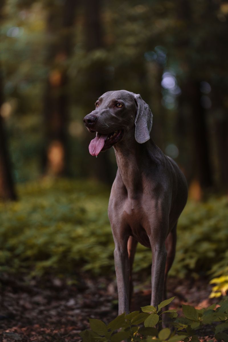 Think your dog is distracted on walks? Their nose may be telling them far more than you realize 12 Weimaraner - the silver scout
