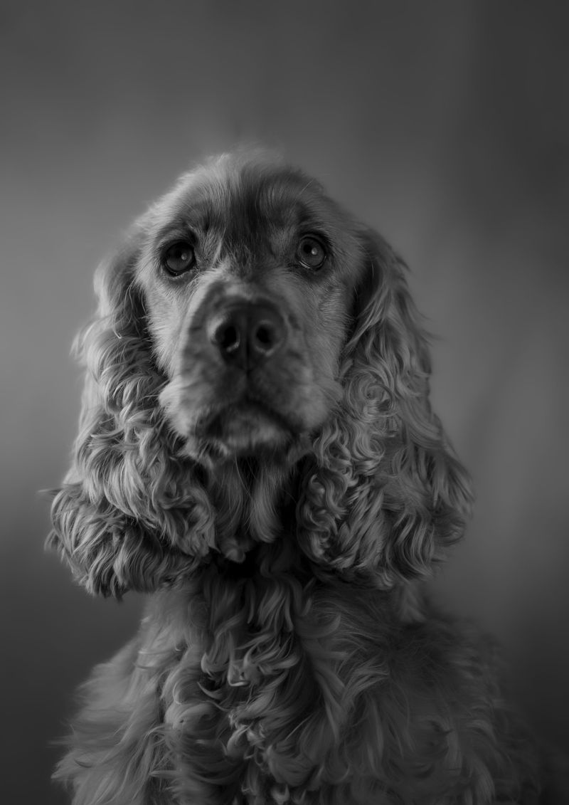 12 dog breeds that look easy to raise - but often become a full-time challenge, plus 6 more that test even experienced owners 7 Cocker Spaniel