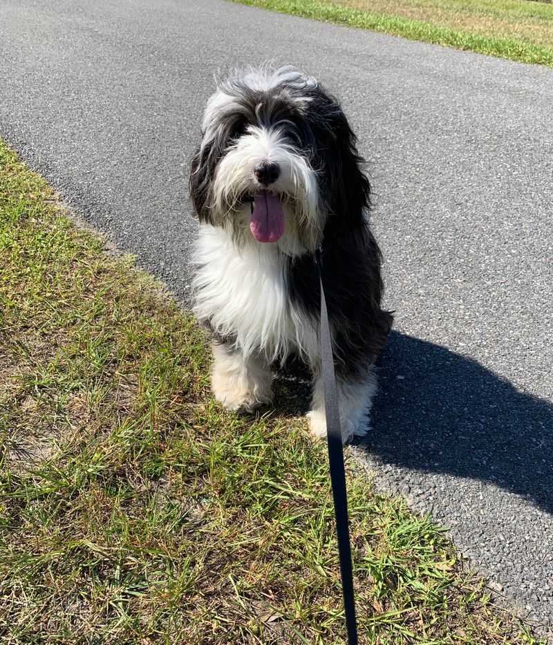 Tibetan Terrier