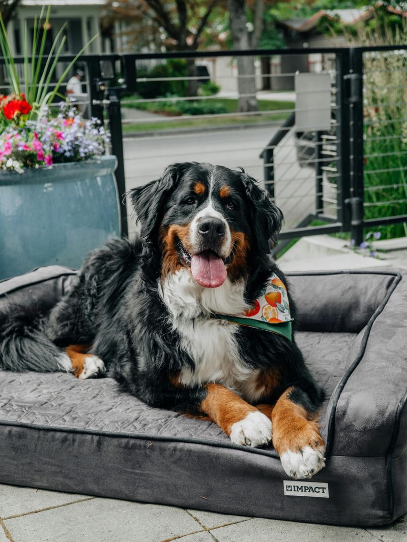 Bernese Mountain Dog