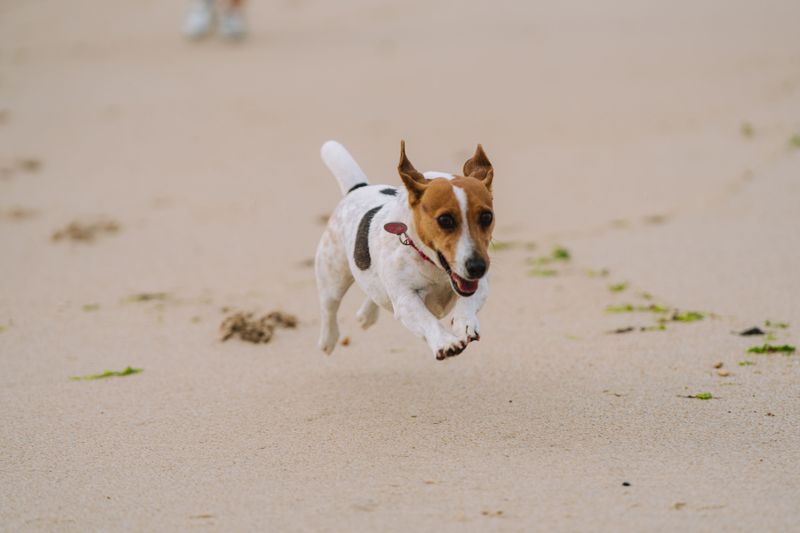 Jack Russell turns on the turbo