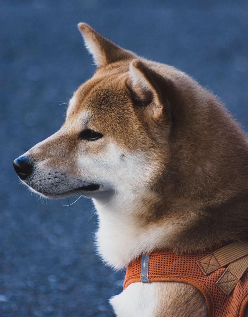 Getting a great photo can feel almost effortless with these naturally camera-friendly dogs 9 Shiba Inu - sly charm, sharp profile