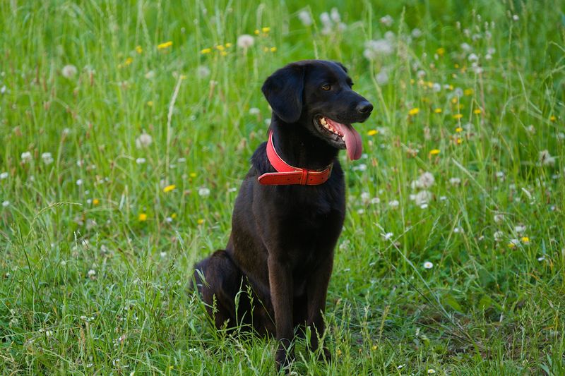 11 breeds that offer a more manageable introduction to dog ownership - plus 2 that demand greater experience 3 Labrador Retriever: Everyone's Favorite Buddy