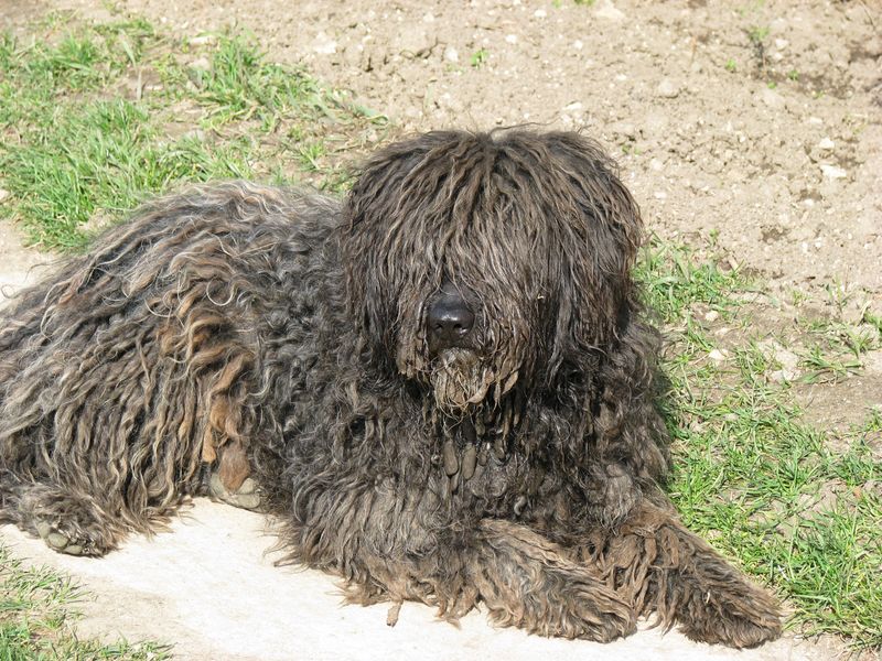 Bergamasco Sheepdog