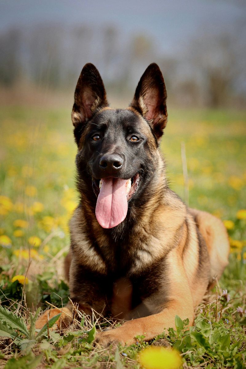 These 15 dogs are making a strong comeback where country life still matters 12 Belgian Malinois