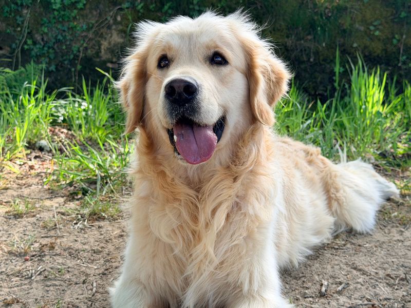 Golden Retriever: The Sunshine Sidekick