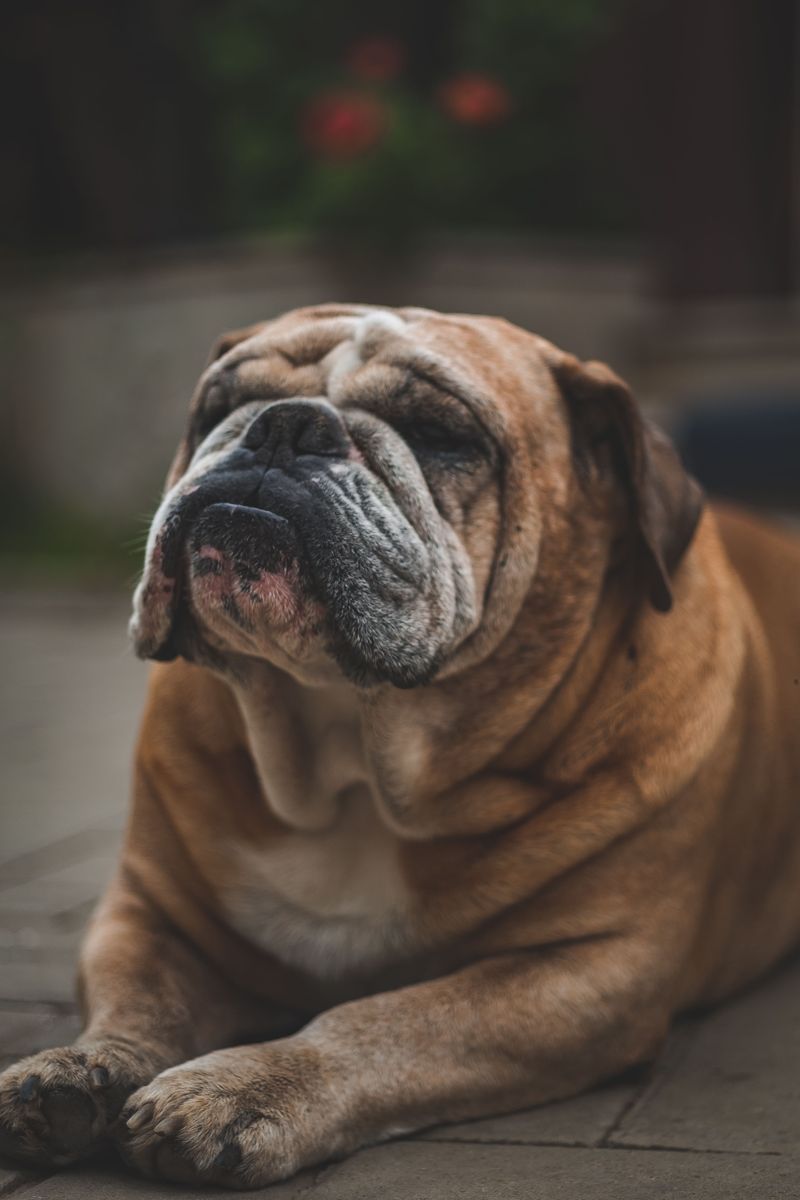 English Bulldog - Slow blink, strong opinion