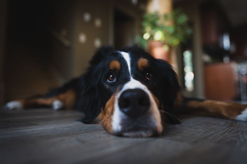 The best part about these dog breeds isn't how they play - it's how well they unwind afterward 8 Bernese Mountain Dog