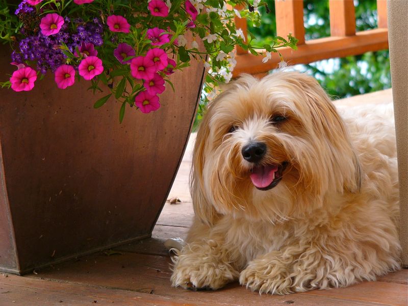 10 dog breeds experts keep returning to because they rarely disappoint 9 Havanese