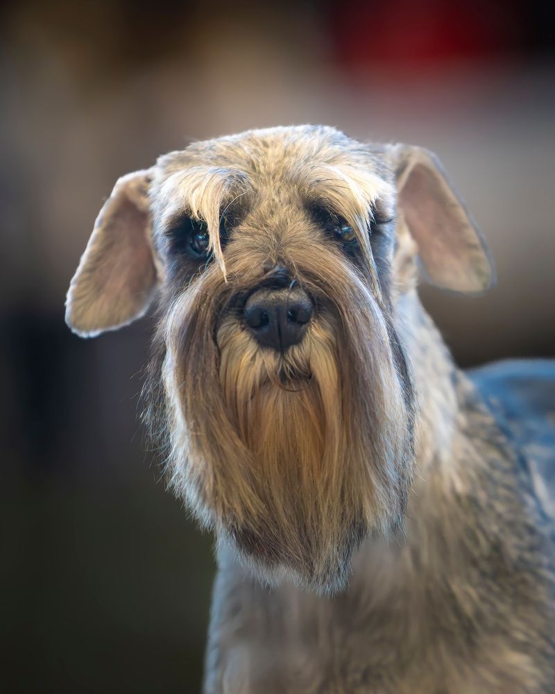 Popularity and satisfaction don't always go together - and these 11 dog breeds prove it 8 Standard Schnauzer