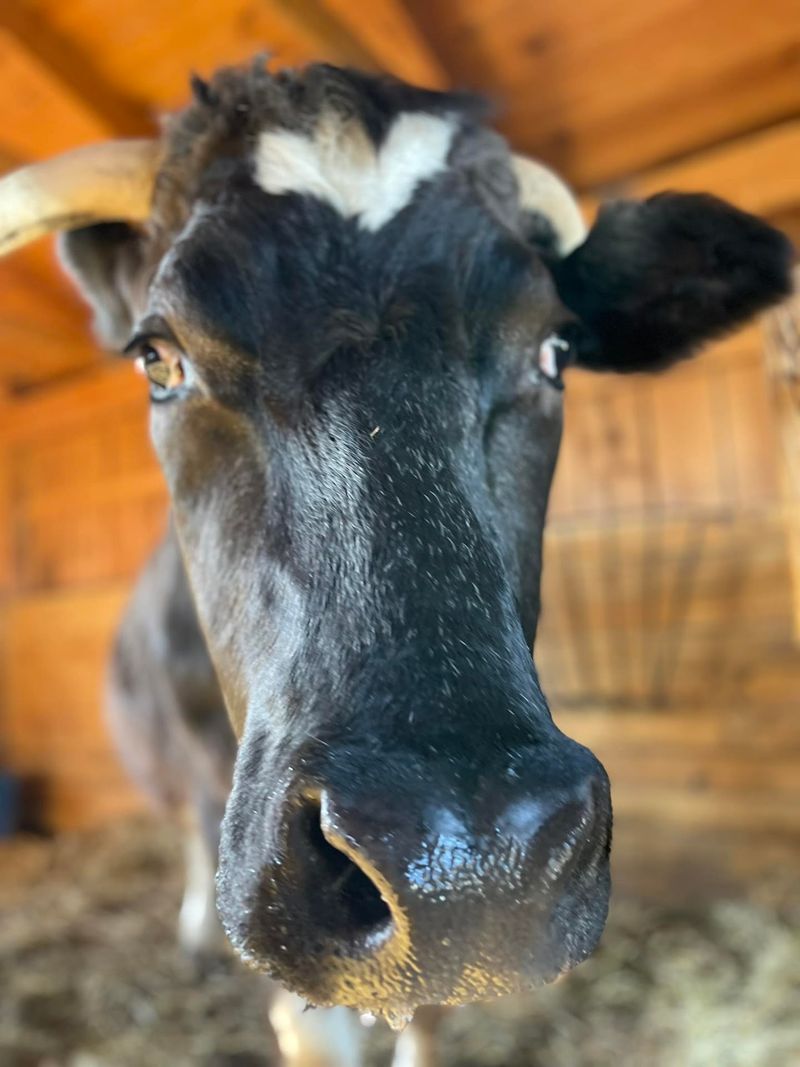 Asha’s Farm Sanctuary