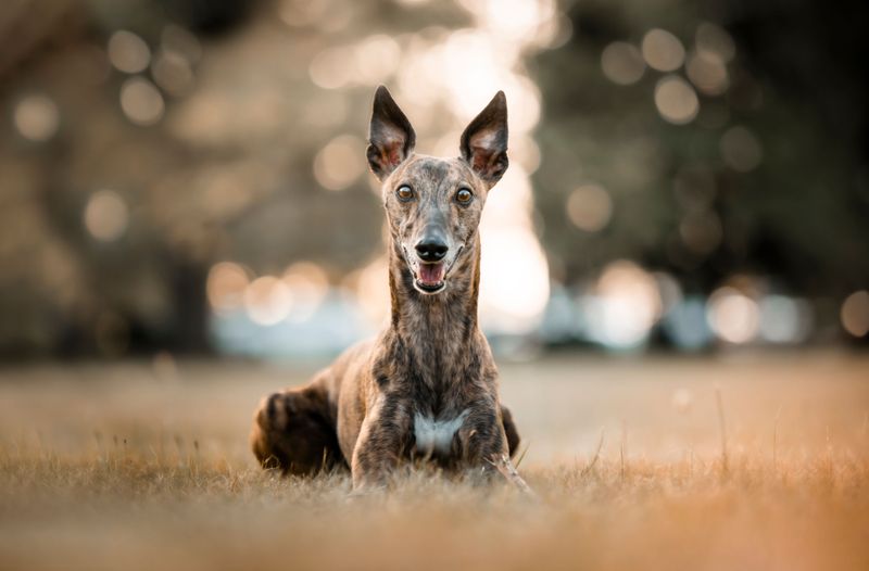 The happiest moments for these 12 dog breeds rarely happen in the middle of a crowd 3 Greyhound