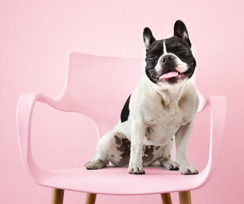 Boston Terrier