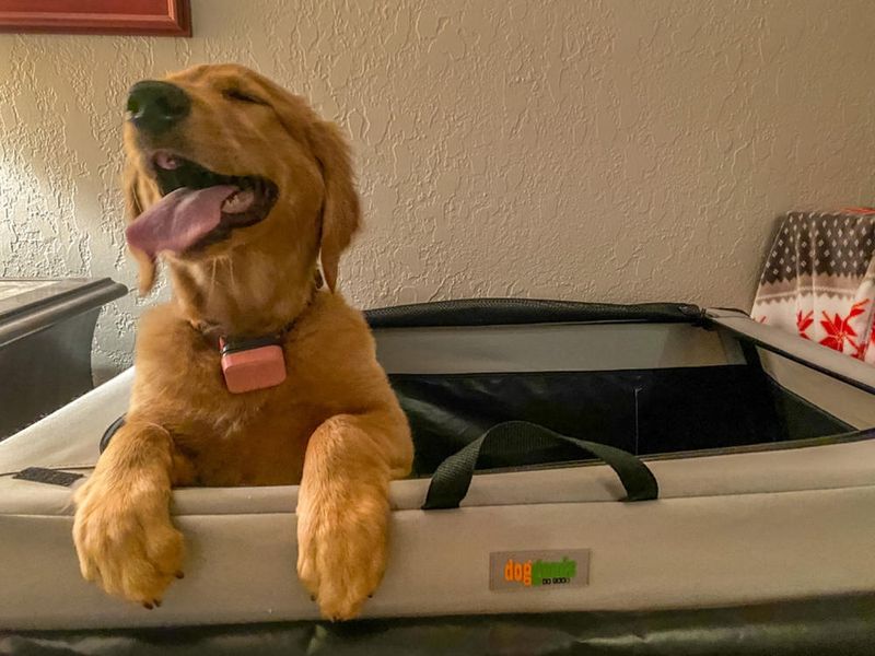 Your dog may dislike the car for reasons that are easier to fix than you think 12 Short, positive practice trips