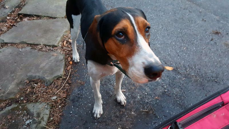 The dog everyone scrolls past could be exactly the companion they've been searching for 4 Treeing Walker Coonhound