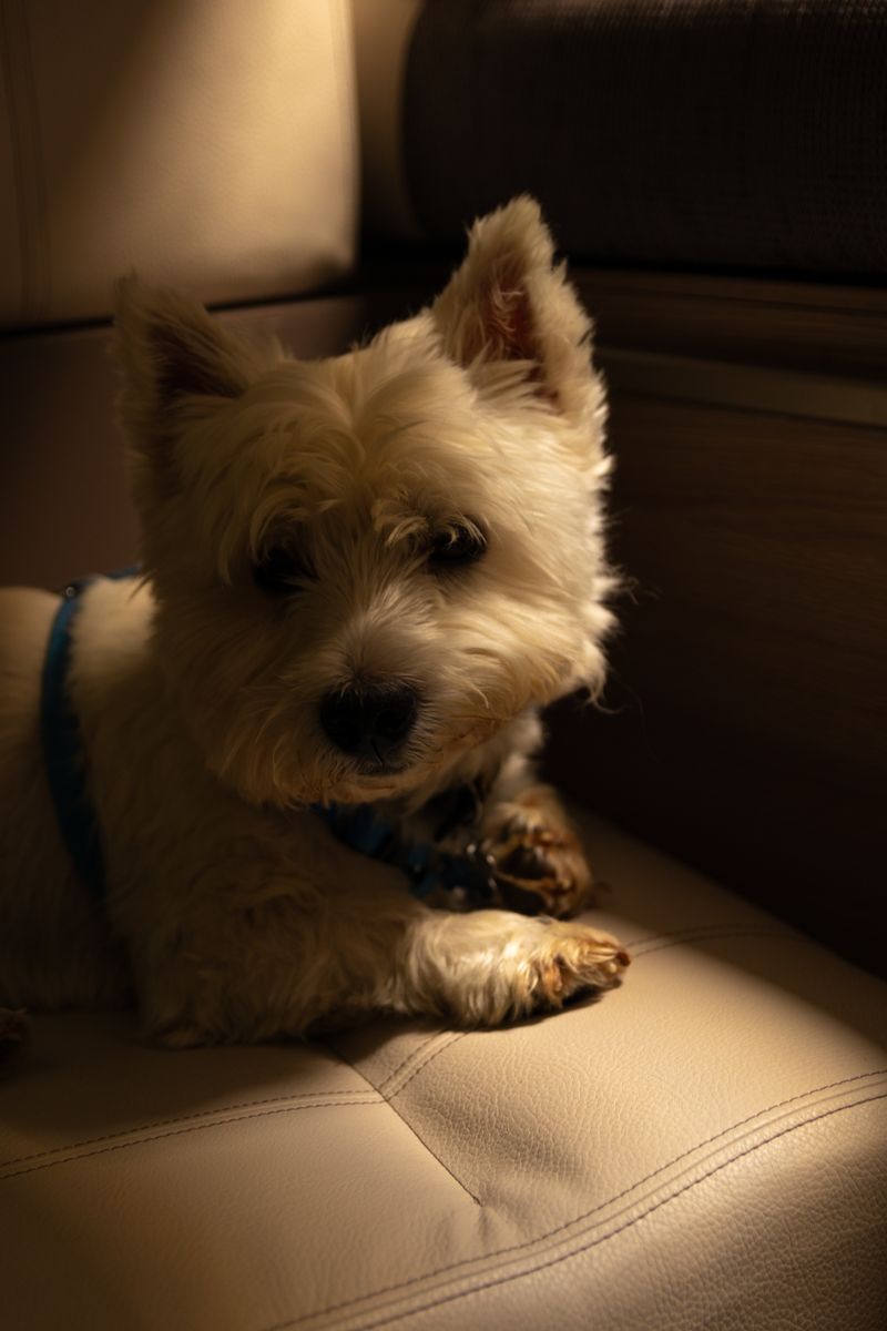 Think tiny dogs know they're tiny? These breeds provide some hilarious evidence to the contrary 10 West Highland White Terrier