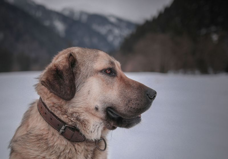 A calm, thoughtful approach helps these dog breeds stand out 11 Anatolian Shepherd Dog