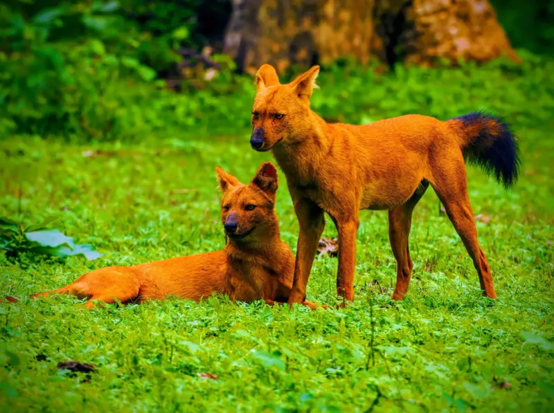 Mounting During Play