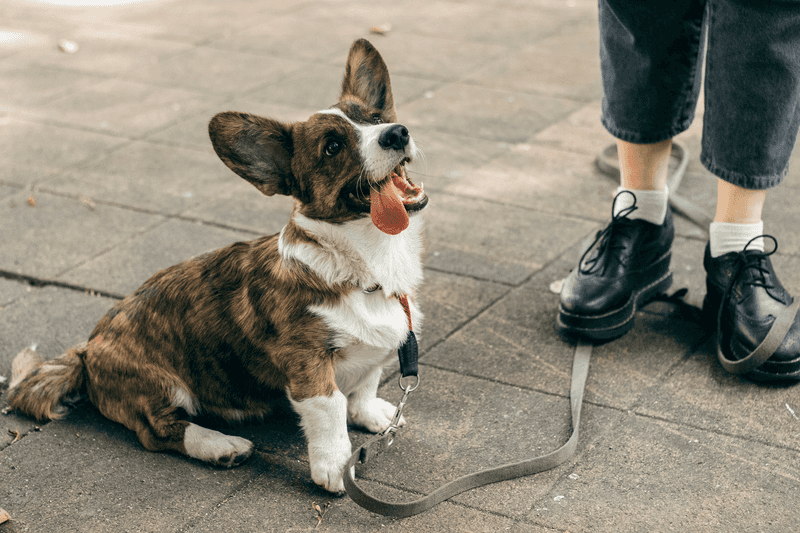 You removed the flock but not generations of working instinct - These herding dogs still need somewhere to put that brain 9 Cardigan Welsh Corgi: Let curiosity lead