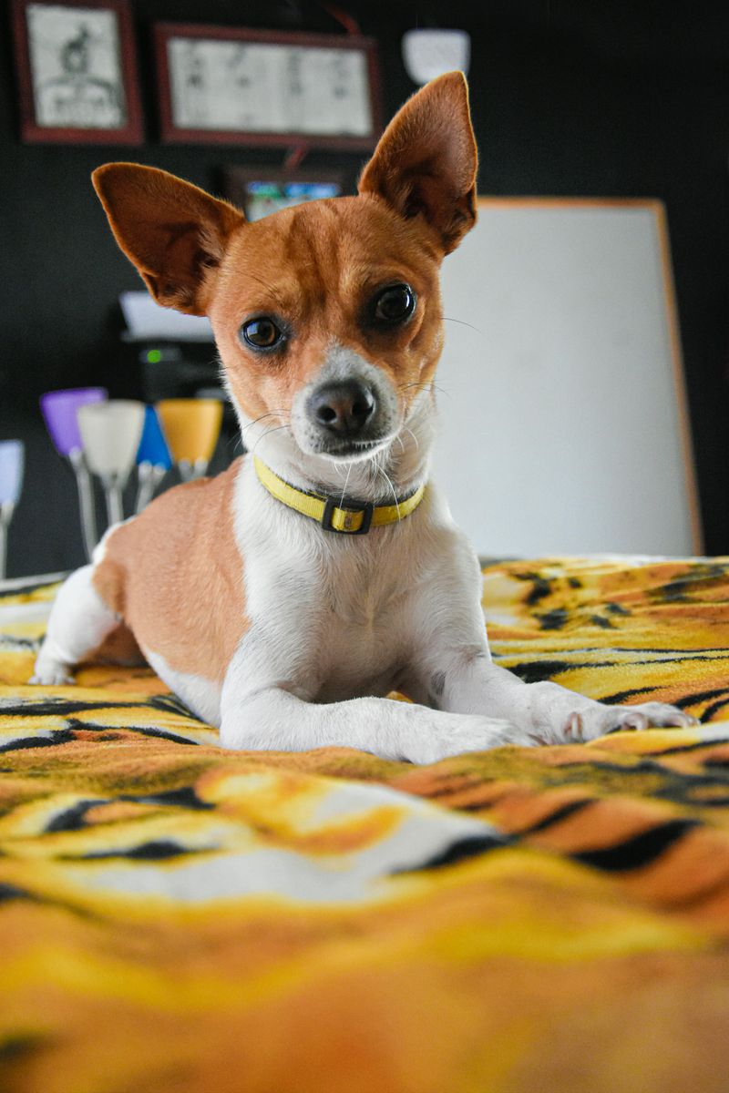Toy Fox Terrier