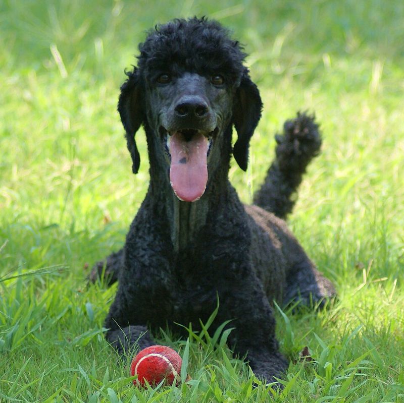 Standard Poodle