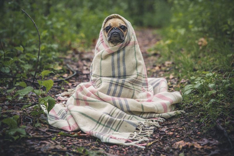 17 dog breeds that can turn an ordinary blanket into their entire personality for the day 5 Pug