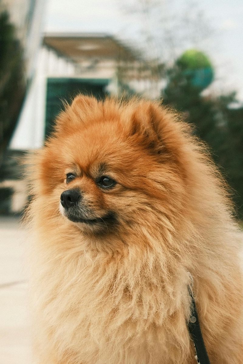 Pomeranian