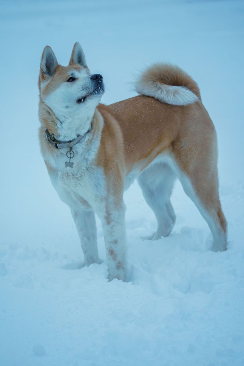Owning a smart dog sounds impressive - Until the dog starts outthinking you 9 Akita - The Calm Commander