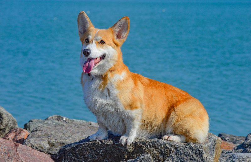 Pembroke Welsh Corgi