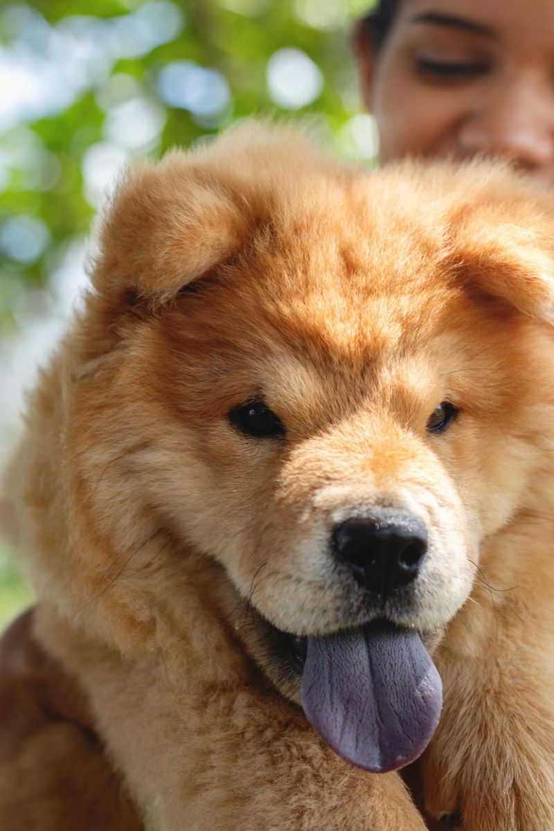 Chow Chow