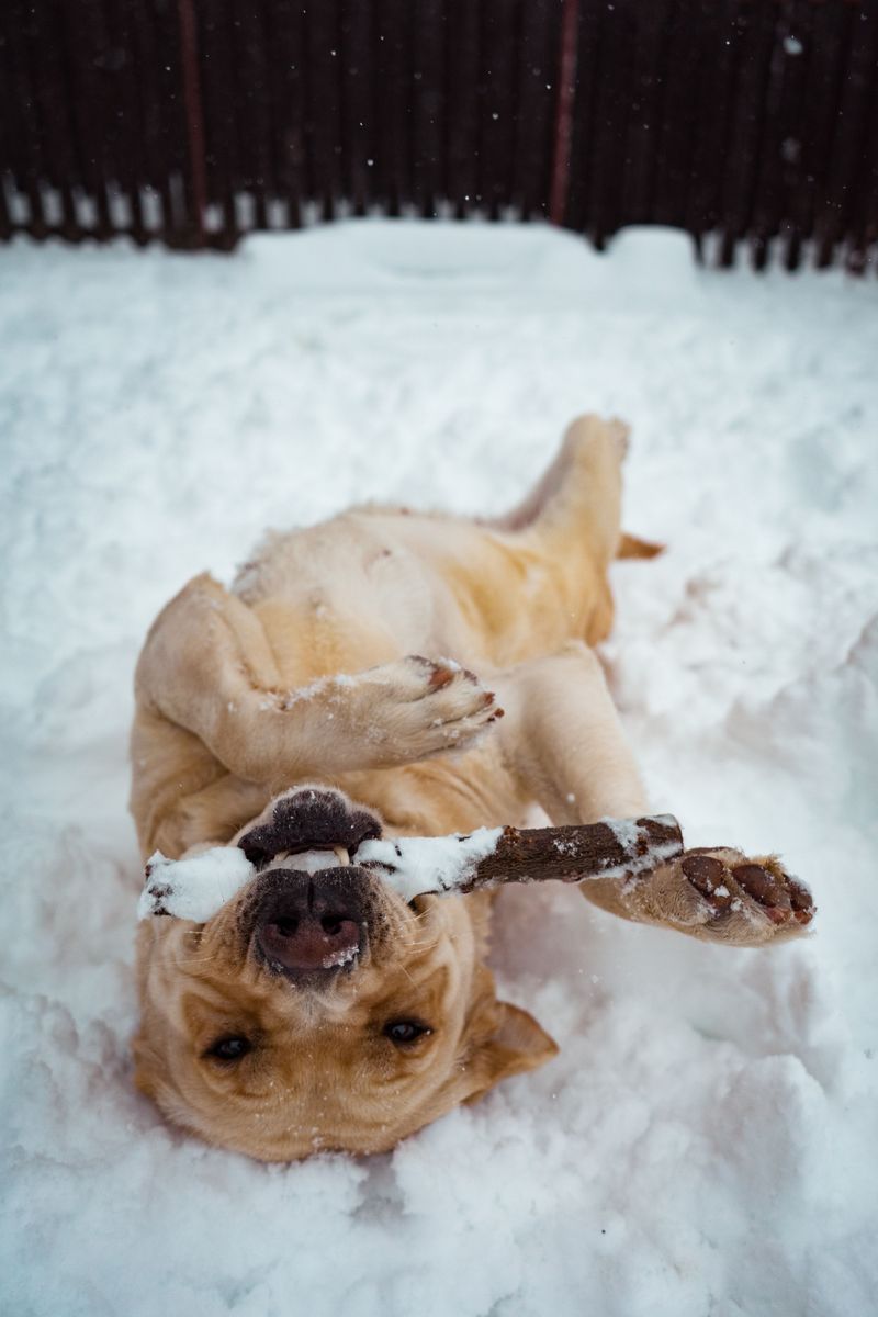 Some dogs wait at home for the adventure to end - These breeds would rather come along 2 Labrador Retriever