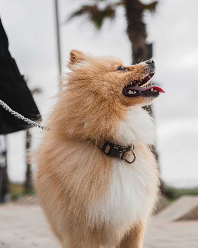 11 cute dog breeds with tough working roots hiding behind their looks 5 Pomeranian