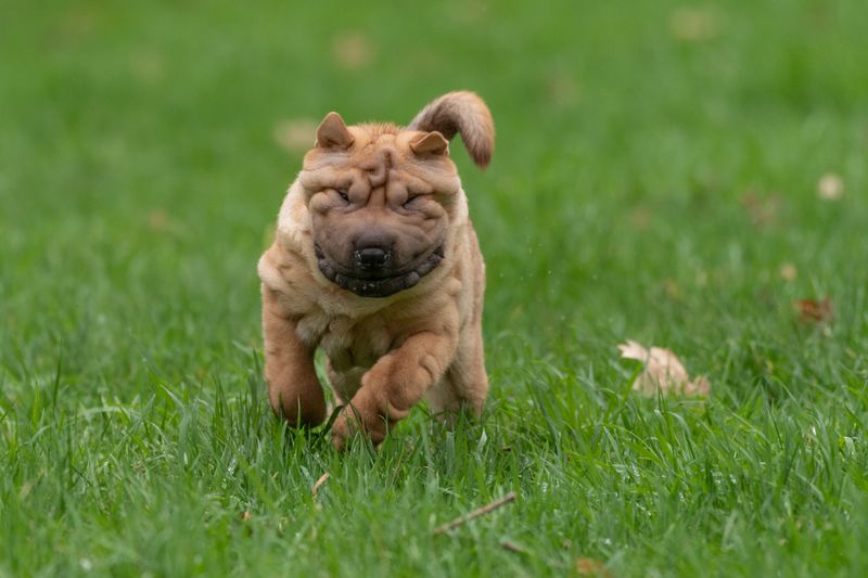11 wrinkly breeds that prove some of the dog world's most irresistible faces come with a few extra folds 2 Shar-Pei