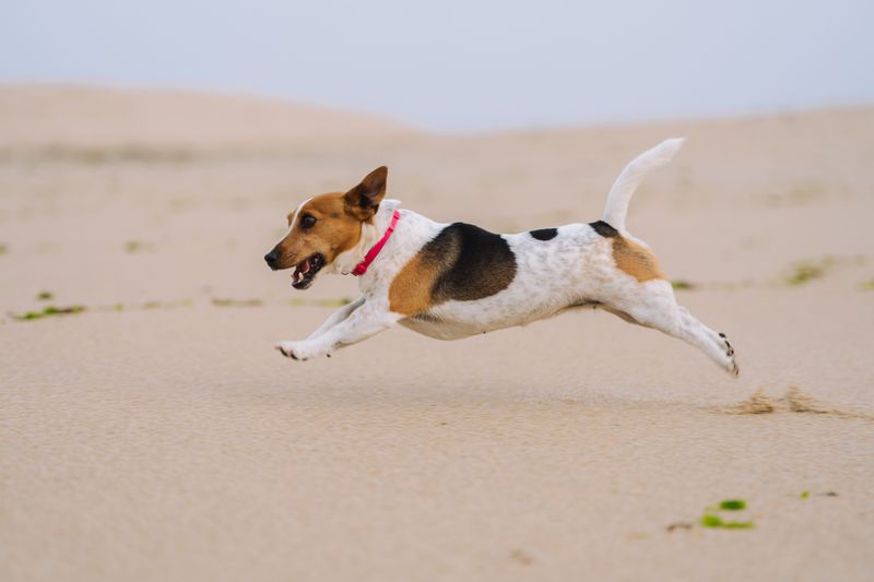 Jack Russell Terrier: Small Body, Huge Energy
