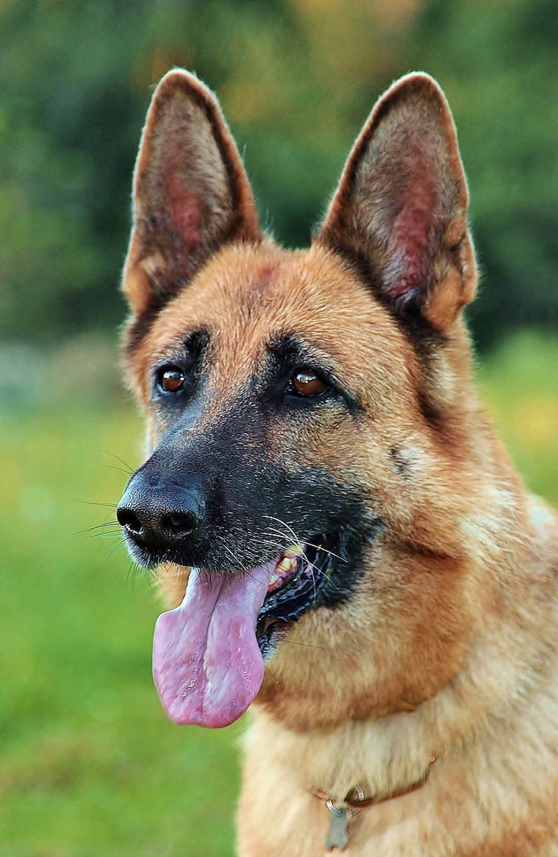 German Shepherd