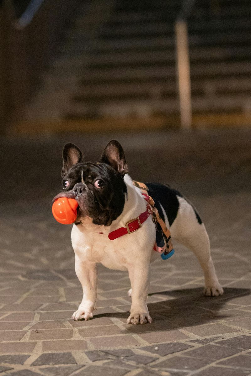 13 hilariously judgmental dogs that somehow make disappointment look personal 6 French Bulldog