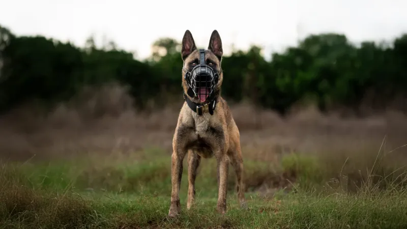 Male or female? These 11 differences may matter more than most adopters realize 11 Energy levels depend more on breed than sex