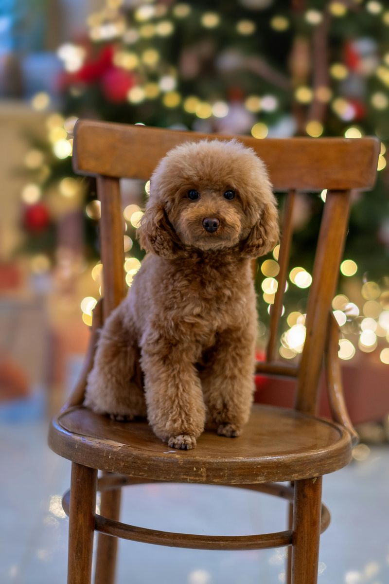 Toy Poodle