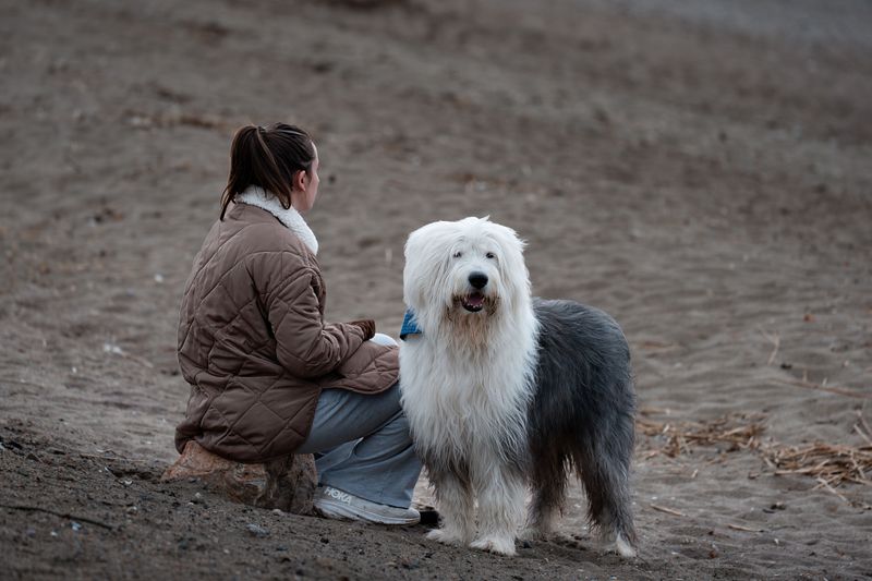 Old English Sheepdog