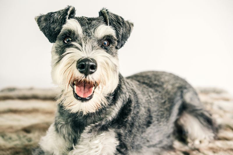 12 fun-loving dog breeds experts say instantly lift the mood around them 6 Miniature Schnauzer