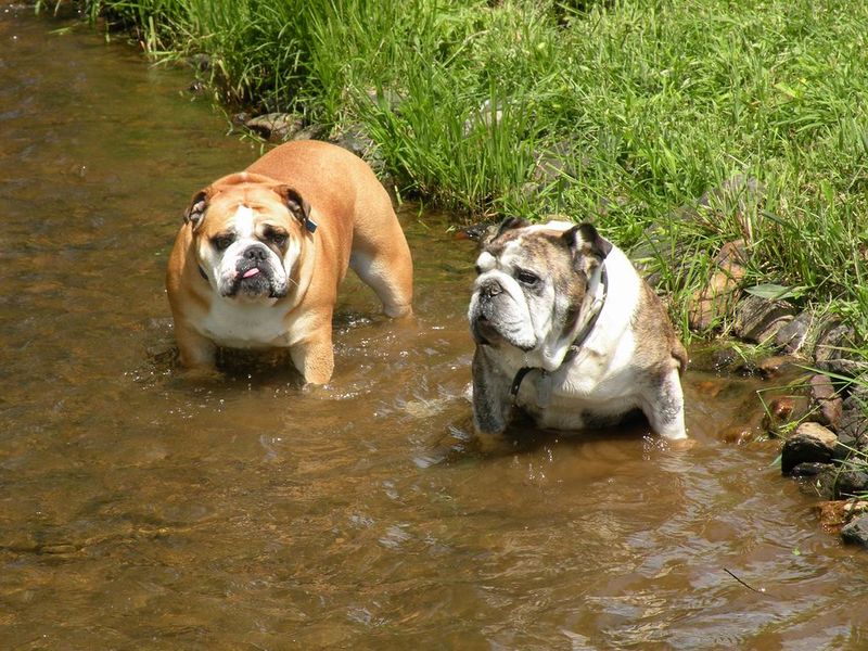 10 great camping dog breeds, plus 2 that prefer the sofa 12 English Bulldog