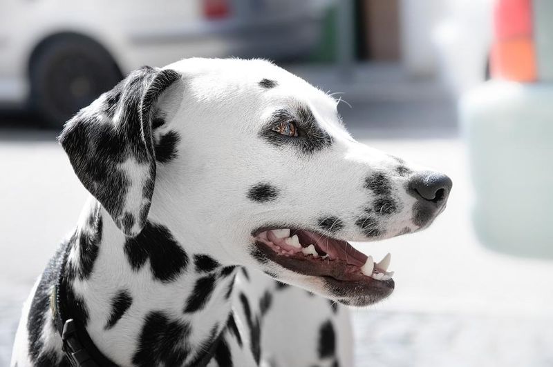 Loving these 13 dog breeds is easy - keeping up with everything they require can be the real test 8 Dalmatian
